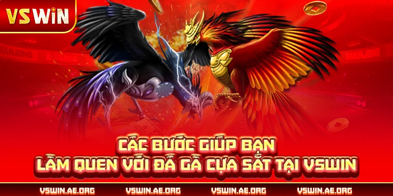 Các bước giúp bạn làm quen với đá gà cựa sắt tại VSWIN